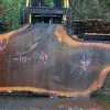Goby Walnut Oregon Black Walnut Slab 122414-07 Green Slabs