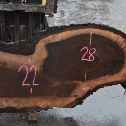 Goby Walnut Products Green Slabs Oregon Black Walnut Slab 122819-01