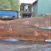 Goby Walnut Products Green Slabs Elm Slab 123019-02