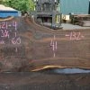 Goby Walnut Products Oregon Black Walnut Slab 082321-04 Green Slabs
