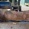Goby Walnut Products Oregon Black Walnut Slab 082321-11 Green Slabs