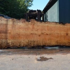 Goby Walnut Products Green Slabs Big Leaf Maple Slab 072121-10