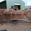 Goby Walnut Products Green Slabs Oregon Black Walnut Slab 090721-01
