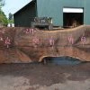 Goby Walnut Products Oregon Black Walnut Slab 090721-02 Green Slabs