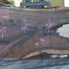 Goby Walnut Products Green Slabs Oregon Black Walnut Slab 091121-01