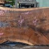 Goby Walnut Products Oregon Black Walnut Slab 091121-06