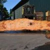 Goby Walnut Products Green Slabs Big Leaf Maple Slab 080921-01