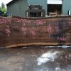 Goby Walnut Products Oregon Black Walnut Slab 091521-04