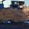 Goby Walnut Products Big Leaf Maple Slab 092021-05 Green Slabs