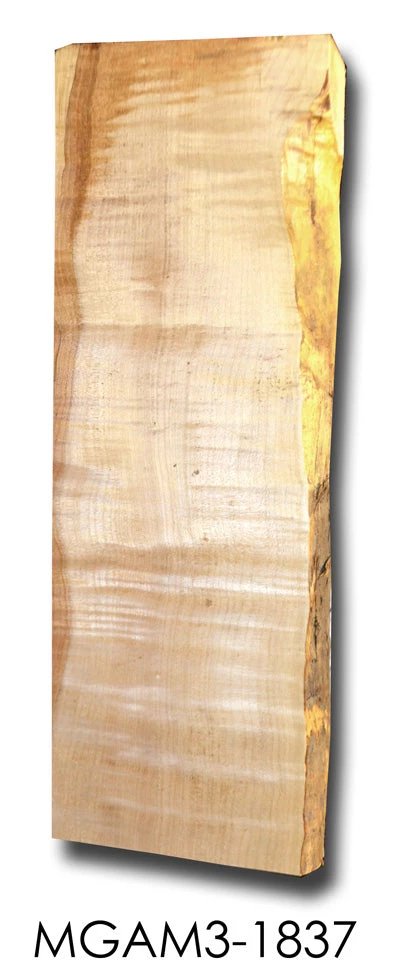 Goby Walnut Big Leaf Maple Electric Guitar Billet MGAM3-1837 Tonewoods 3 Goby Walnut Big Leaf Maple Electric Guitar Billet MGAM3-1837 Tonewoods