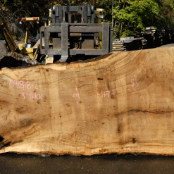 Goby Walnut Products Oregon White Oak Slab 091918-02