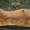 Goby Walnut Products Oregon White Oak Slab 091918-10 Green Slabs