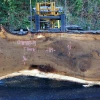 Goby Walnut Products Green Slabs Oregon White Oak Slab 091918-13